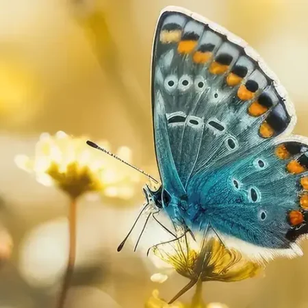 Pamela Simon - content_mainpage